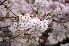 奈良県郡山お城祭り*❀٭