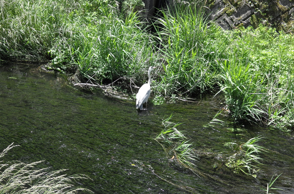 金鱗湖近くの小川にて