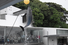 九十九島の水族館にて