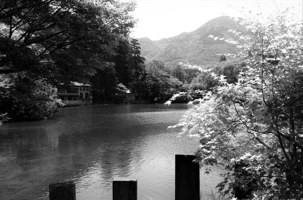 金鱗湖と由布岳
