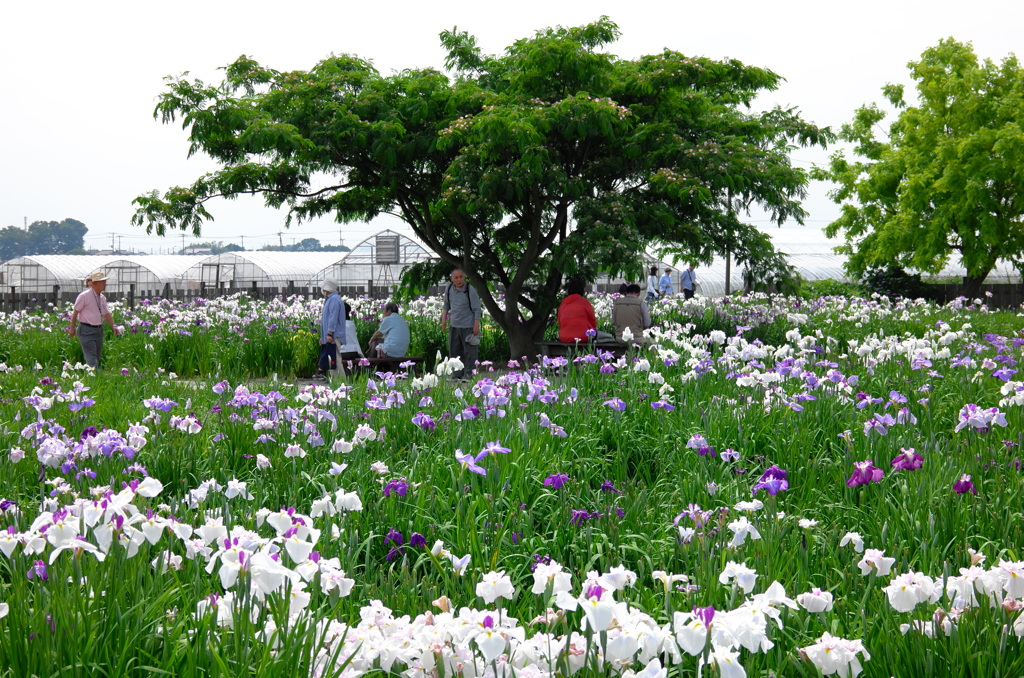 菖蒲城址あやめ園