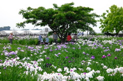 菖蒲城址あやめ園