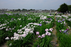 菖蒲城址あやめ園