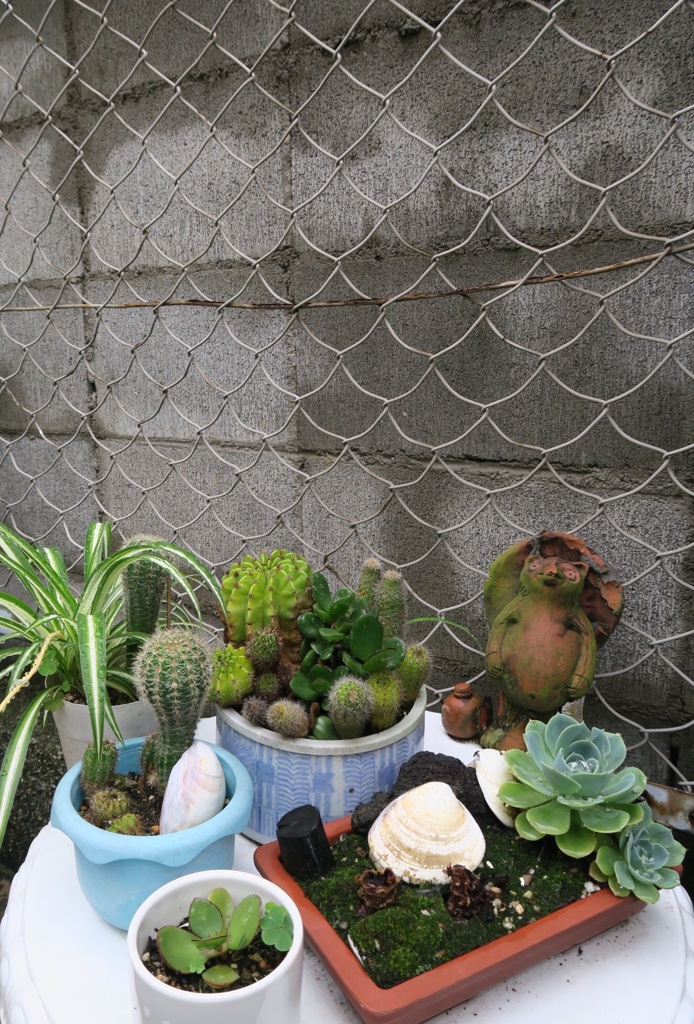 紛草色狸