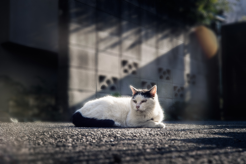 ねこ