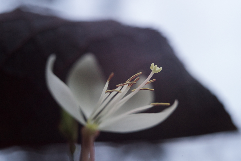 白い小さな花