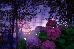 新宿の紫陽花