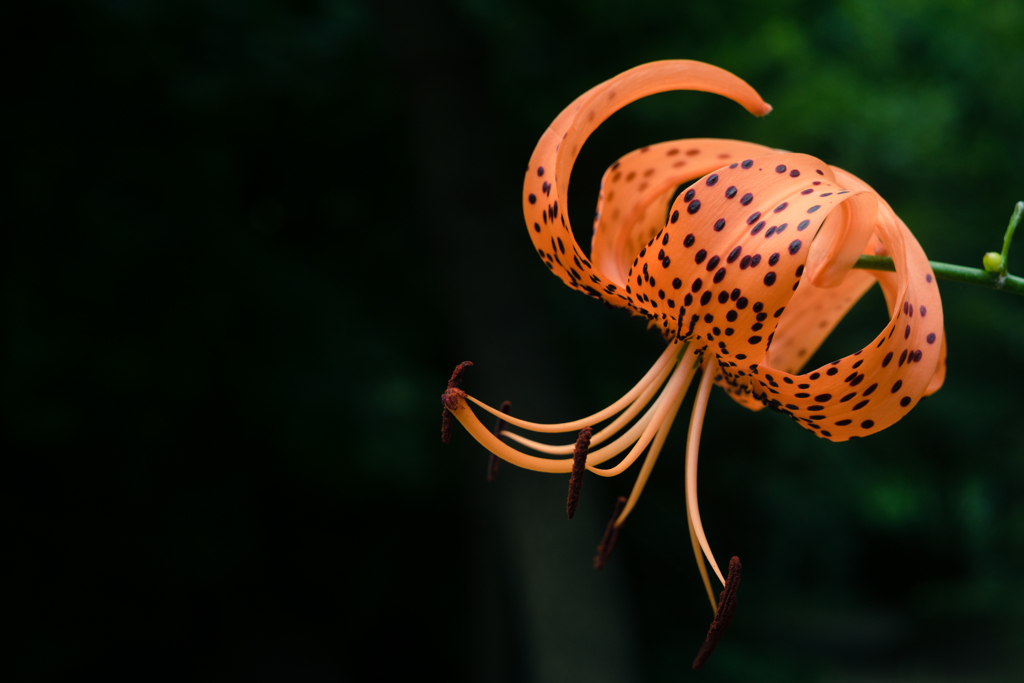 tiger lily