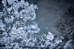 お月見夜桜