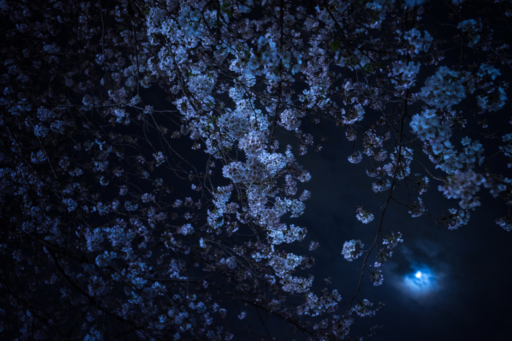 夜桜