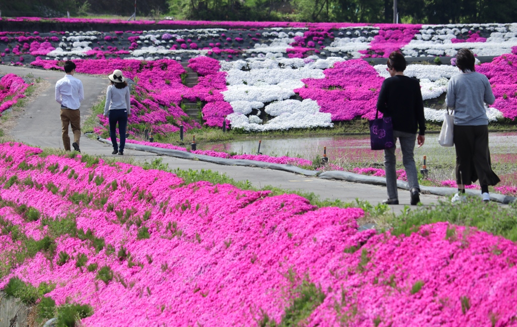 芝桜ロード