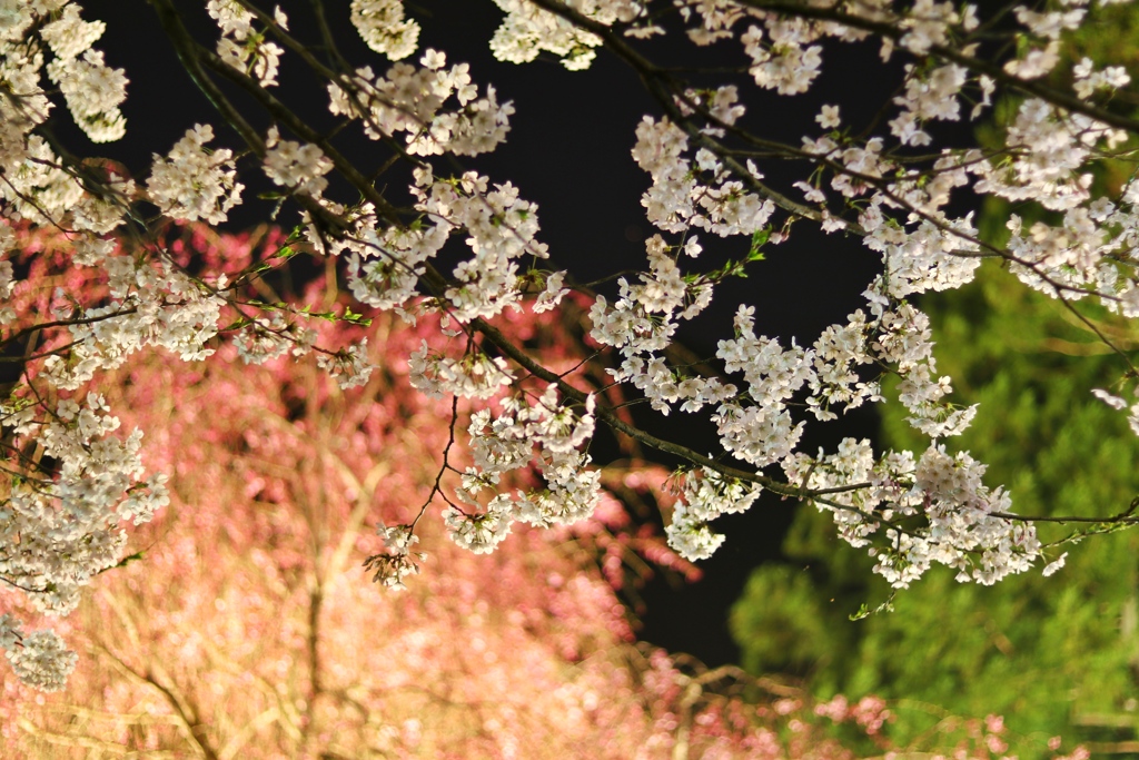 夜桜