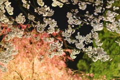 夜桜