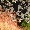 夜桜