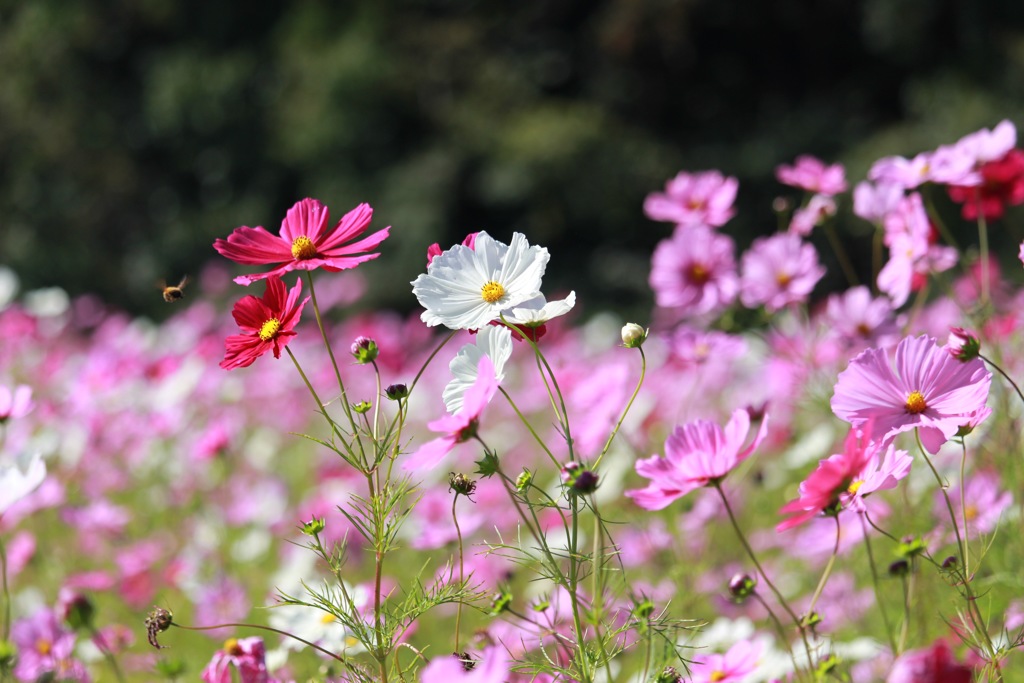 コスモスと蜜蜂