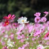コスモスと蜜蜂