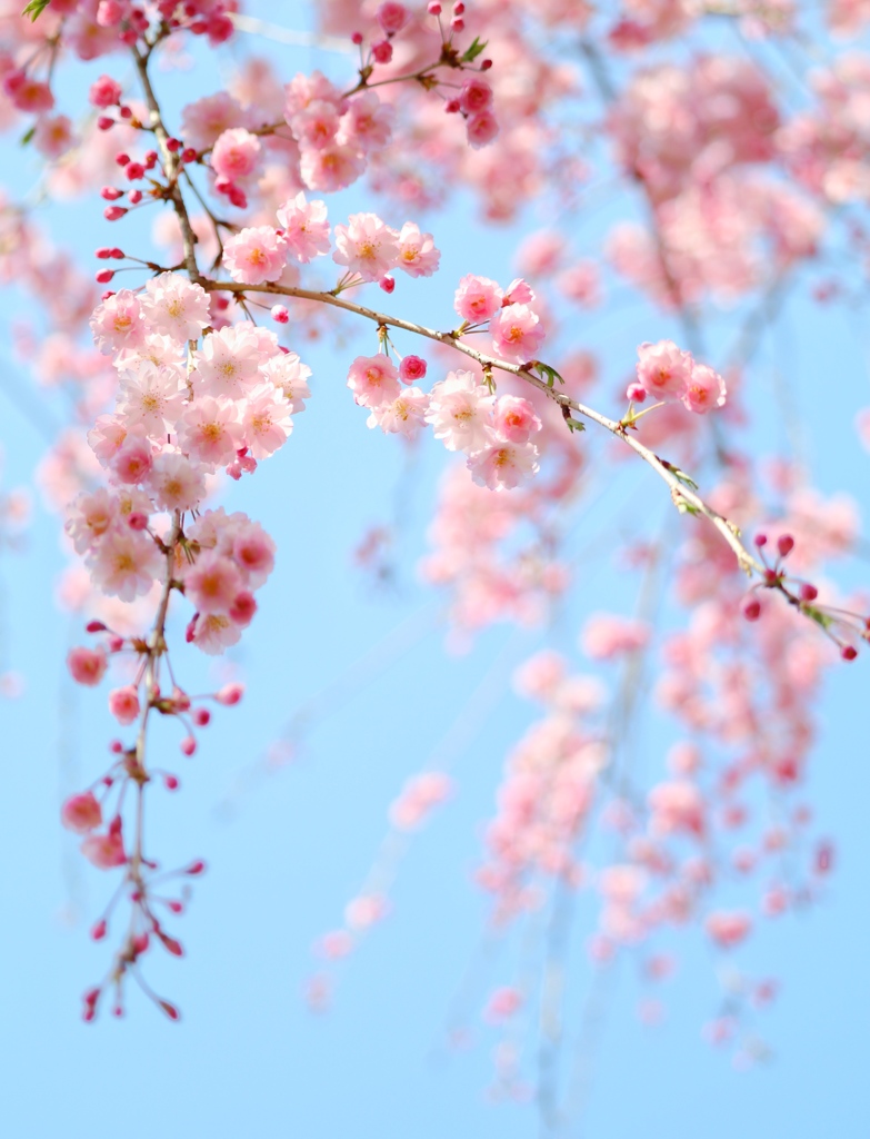 枝垂れ桜 ふわわ