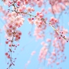 枝垂れ桜 ふわわ