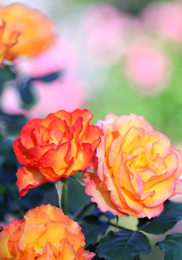 オレンジの恋薔薇