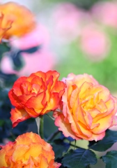 オレンジの恋薔薇