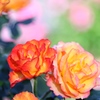 オレンジの恋薔薇