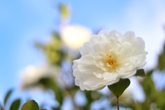 庭の山茶花