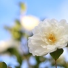 庭の山茶花