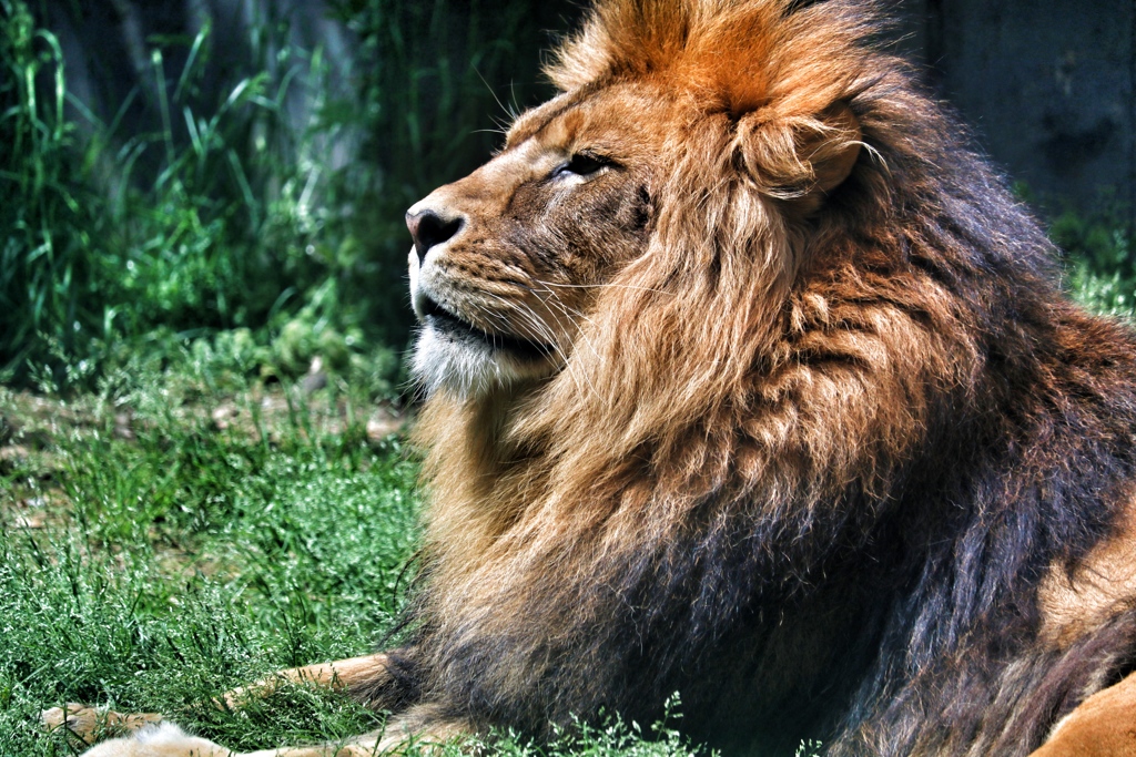ライオン王様