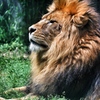 ライオン王様
