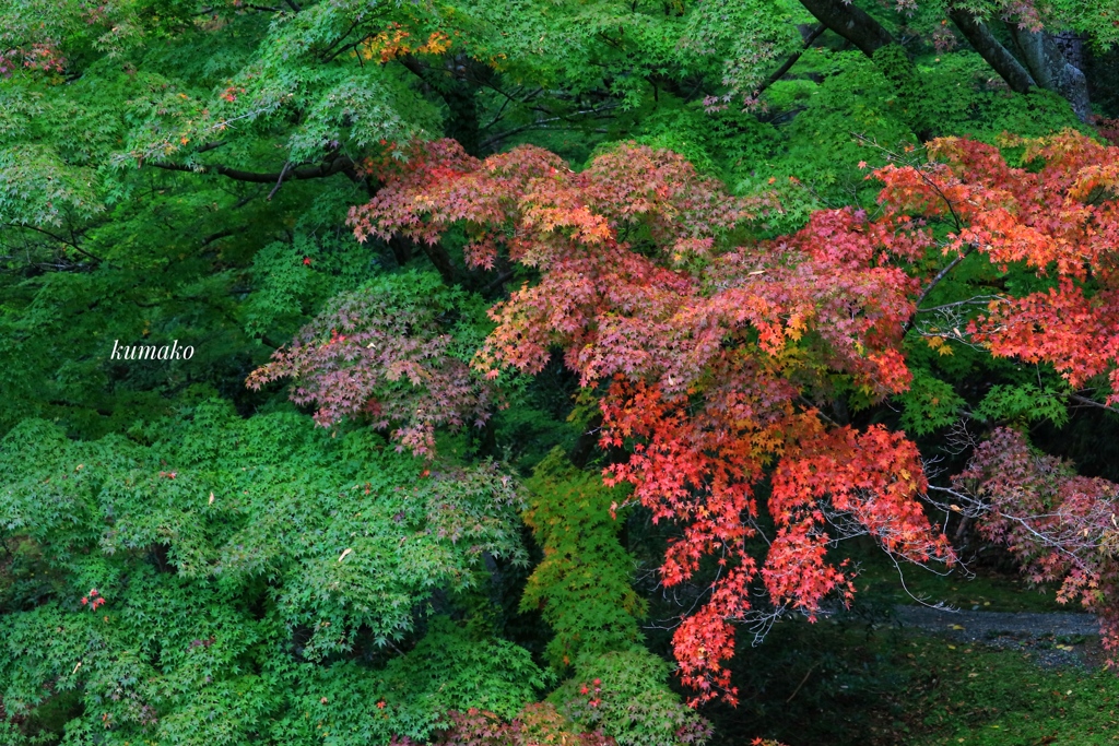 紅の美