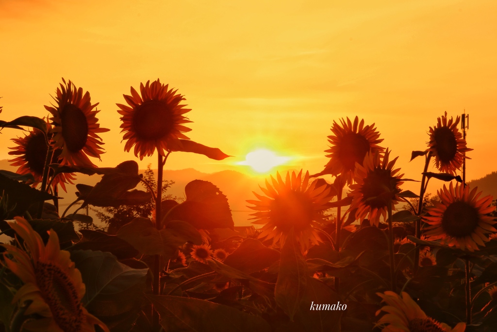 夕日に染められて