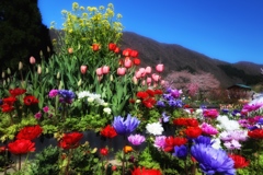 花富士山