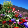 花富士山
