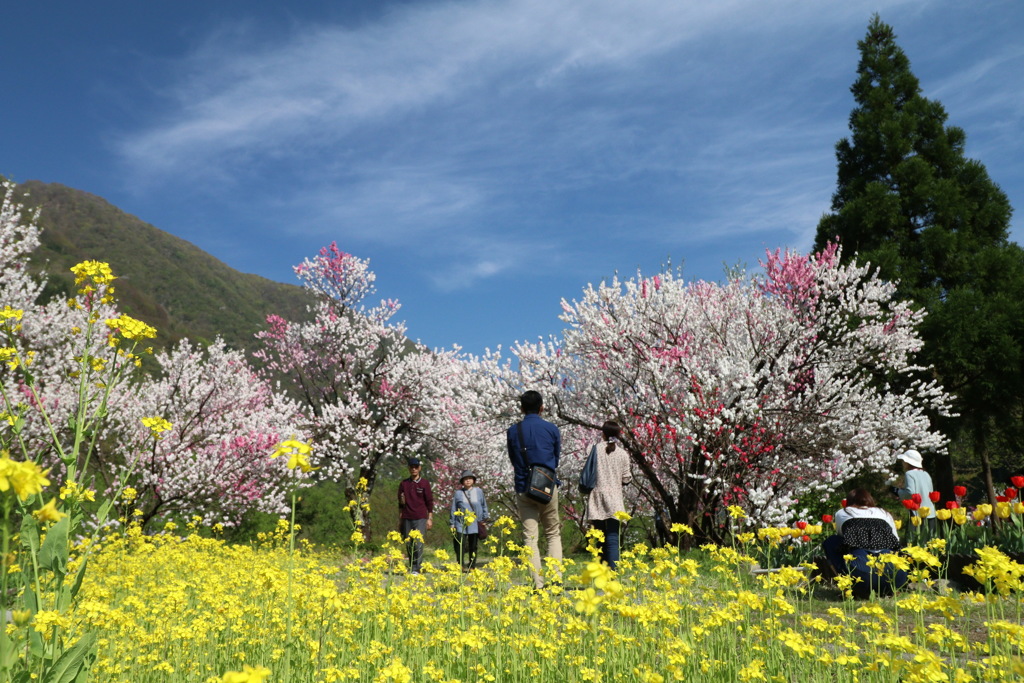 爽快なお花見
