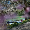 散っても桜