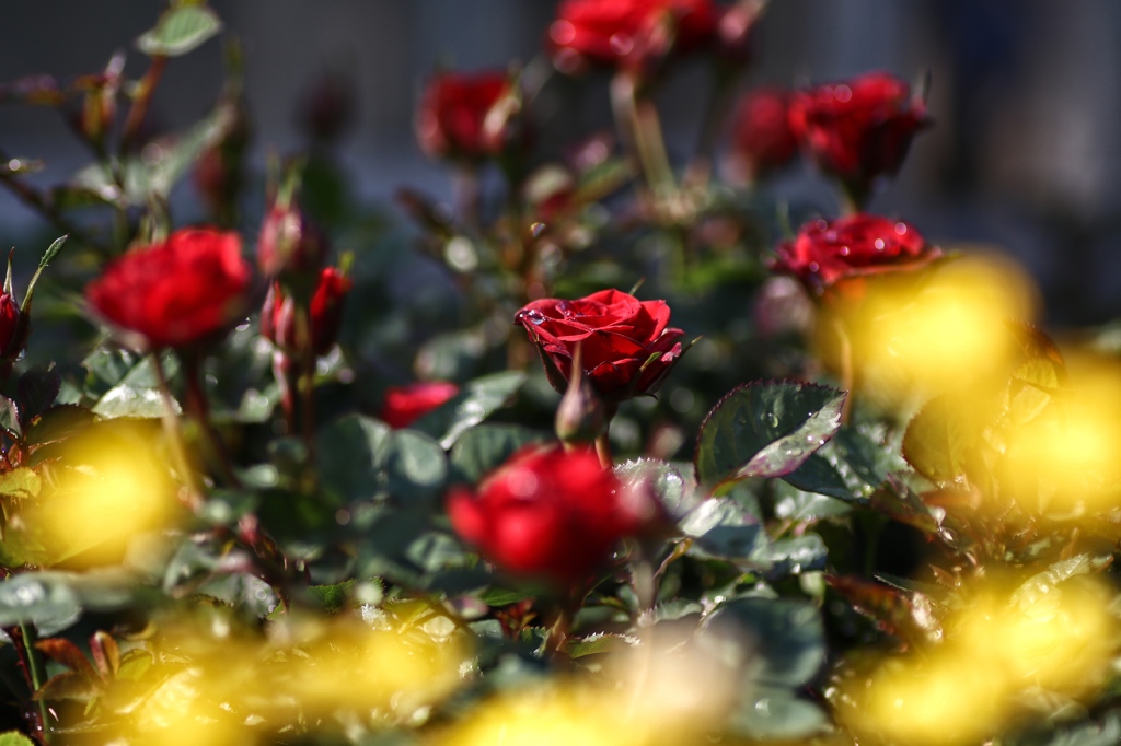 輝く薔薇