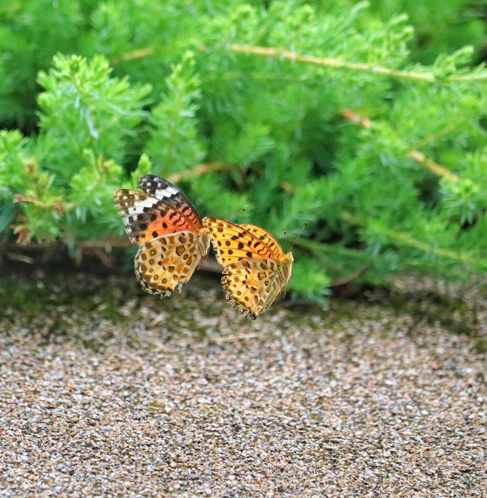 ついて来て〜♪