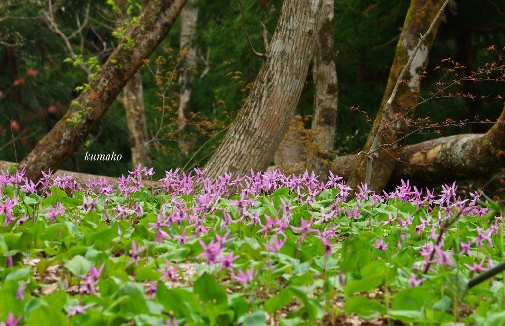 カタクリの花園