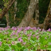 カタクリの花園