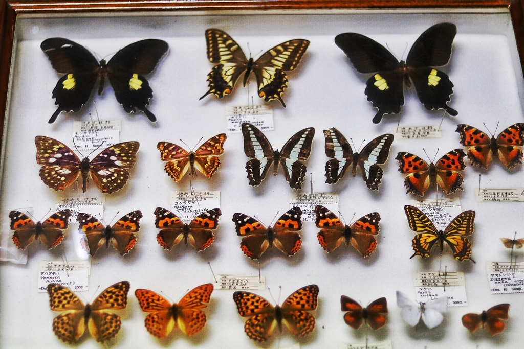 蝶々標本
