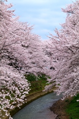 桜満開 お花見気分