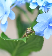 チビガエルの探検