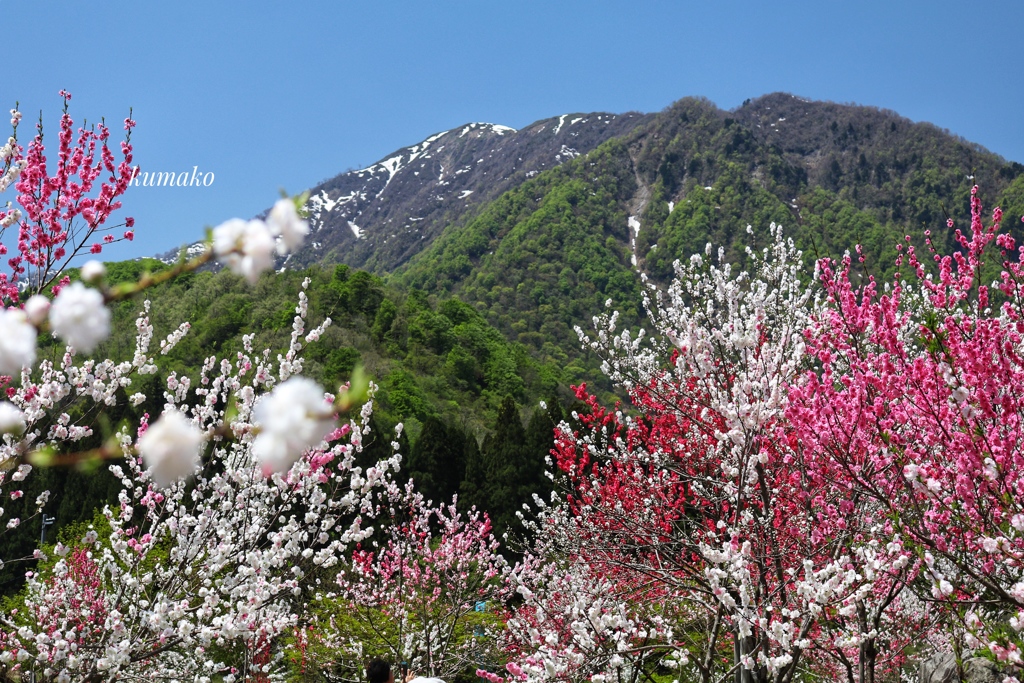 山の宝石