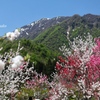 山の宝石