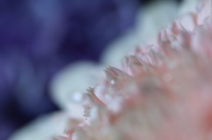 ニョキニョキ