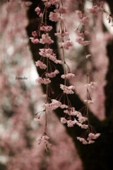 ゆらり…枝垂桜