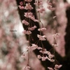 ゆらり…枝垂桜