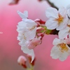 桜姫