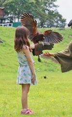 鷹と少女