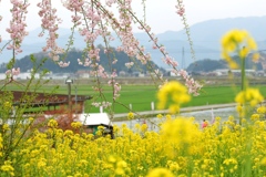 菜の花と春風さん
